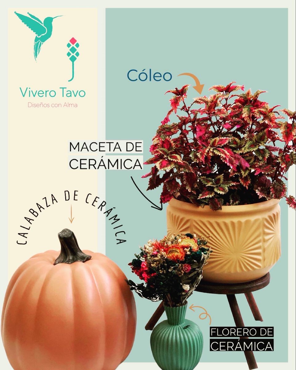 ViveroTavo's tweet photo. Planta Cóleo ¡Visítanos, te estamos esperando!

#BebederoColibries #Pachuca #cactus #suculentas #plantas #carretas #macetas #elegancia #diseño #sustratos #bancas #agaves #charolasparagerminar #fuentes #vermiculita #perlita #humusdelombriz #interiores #jabonpotasico https://t.co/GehRhxfBHx