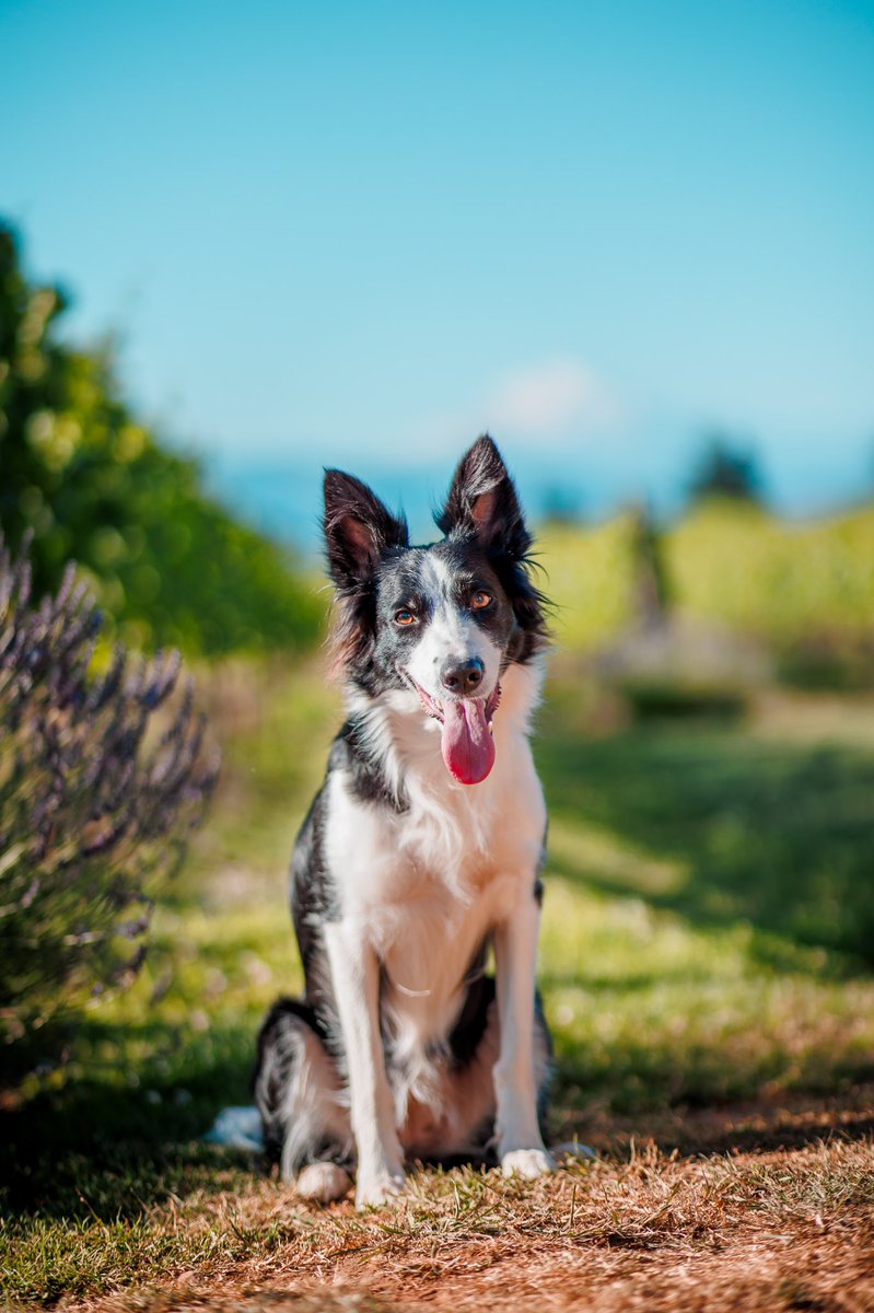 who’s ready for another heat wave? 🥵🫠 not me 🫣🫥 #dogsoftwitter #bordercollie