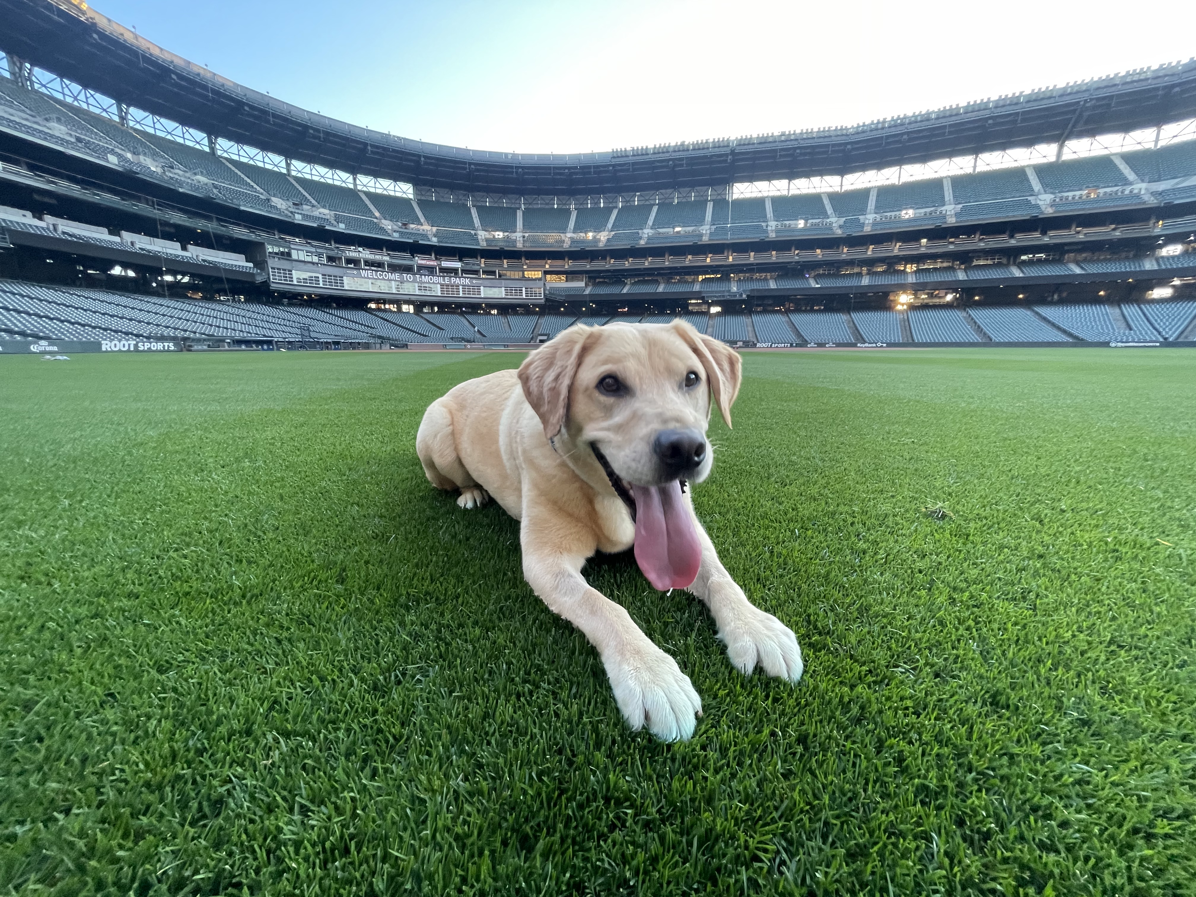 Tucker the Mariners Pup on Twitter: Go Mariners!   / Twitter