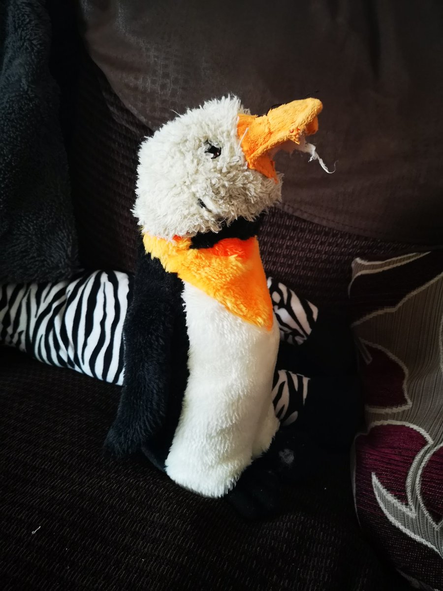 SimoneSCG's tweet image. When your dog destroys every toy so you gotta become Sid from Toy Story...