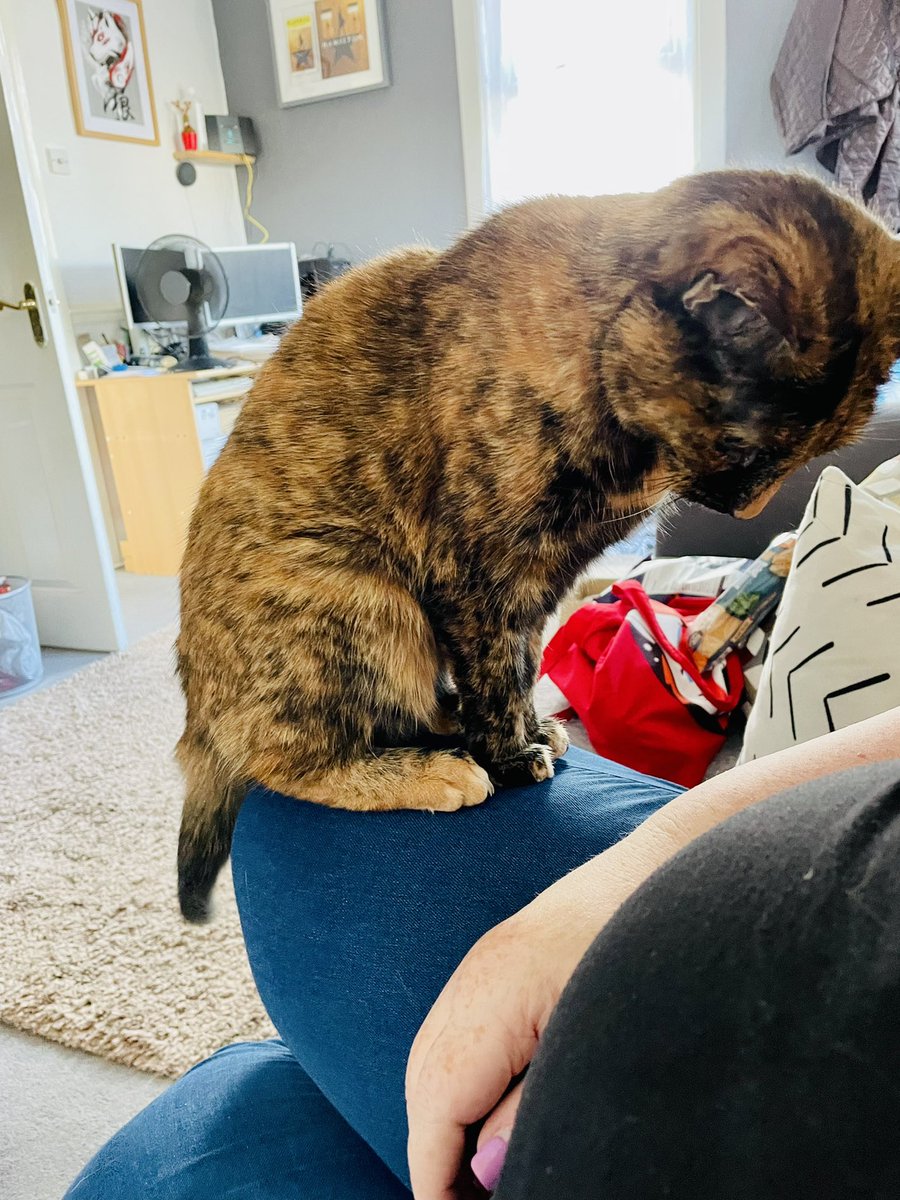 CammyIbuki's tweet photo. I think she wants some attention #CatsOfTwitter #soneedy #givemespace https://t.co/5Vtjlb5XwJ