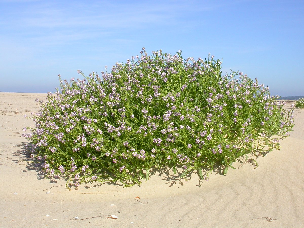 RnnArguin's tweet photo. #Ema et #Topus ont découvert le Cakilier maritime (Cakile maritima), plante inféodée aux hauts de plage. Alors que sa partie aérienne ne fait que 40cm de haut, ses racines peuvent dépasser les 4m pour atteindre la lentille d'eau douce située sous le banc d'Arguin. #biodiversité https://t.co/W0EbVoHNY7
