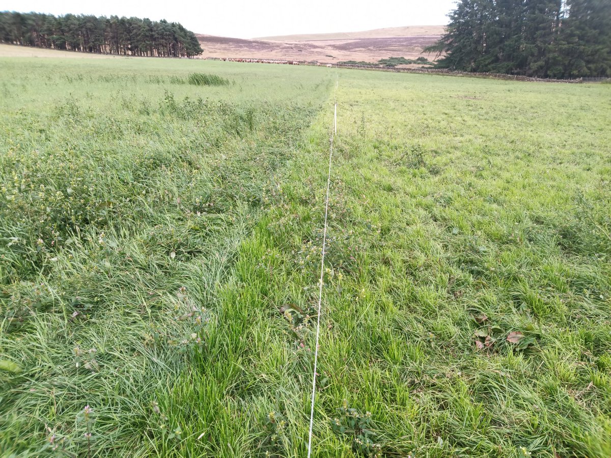 DuncanTWilson's tweet photo. Daily shifts gives me the confidence to graze re seeds with cattle rather than just sheep in first season. Including getting the cows to remove the redshank from the herbal ley. Both sown 22nd of May. https://t.co/7OjaHnbuqs