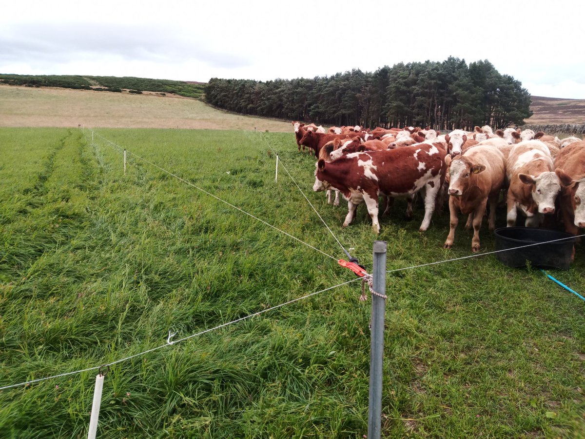 DuncanTWilson's tweet photo. Daily shifts gives me the confidence to graze re seeds with cattle rather than just sheep in first season. Including getting the cows to remove the redshank from the herbal ley. Both sown 22nd of May. https://t.co/7OjaHnbuqs