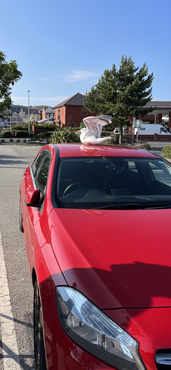 darrellsmart's tweet photo. Pimped my ride and invented a flying car, I’m going to be a billionaire 😁 #flyingcar #seagullpower https://t.co/InhqvLZ2QF