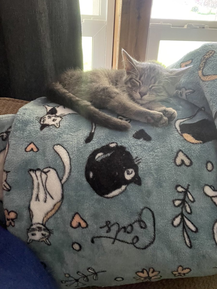 CrazyCatMom74's tweet photo. Louie taking a little catnap #Caturday #CatsOfTwitter https://t.co/dMpzE8jZSI