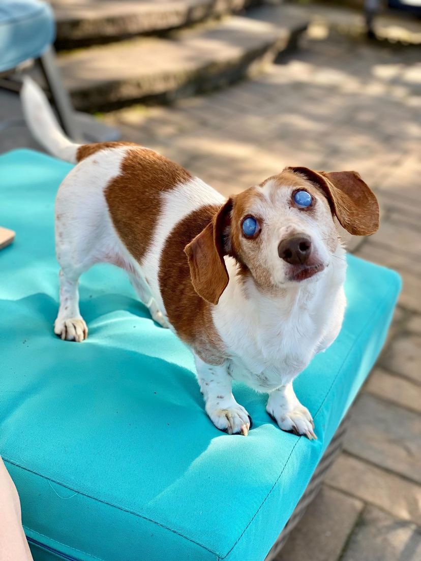 dog_rates's tweet image. This is Linus the Wise. He lost his sight due to corneal disease, but he still has incredible vision. Can see into the past, future, and the furthest reaches of the galaxy. 12/10