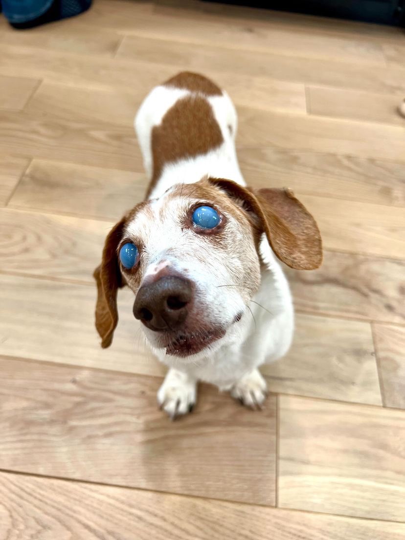 dog_rates's tweet image. This is Linus the Wise. He lost his sight due to corneal disease, but he still has incredible vision. Can see into the past, future, and the furthest reaches of the galaxy. 12/10