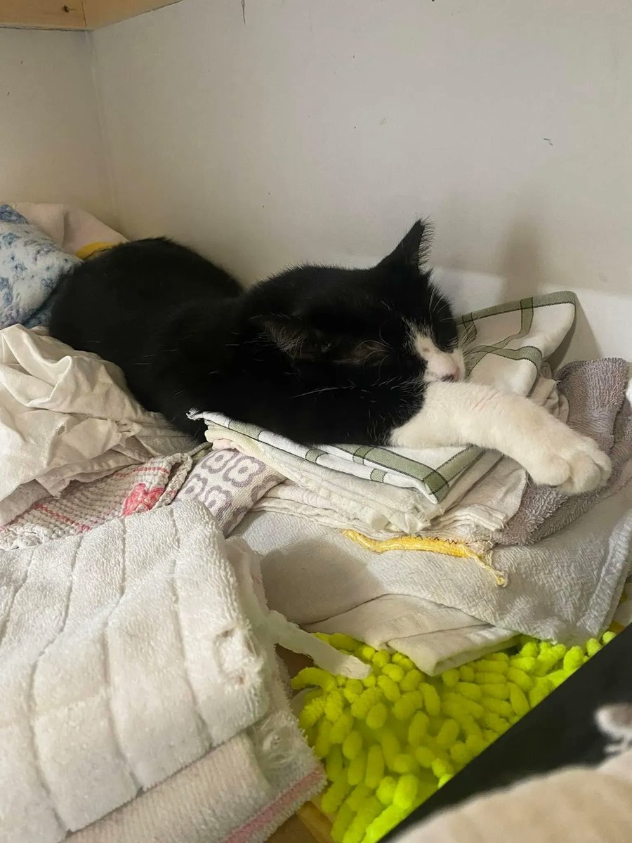 MtlARN's tweet image. Forget your memory foam, Tempur-Pedic, box spring, gel cooled nonsense and just give Kennedy a good old fashion pile of towels 😴
#Caturday