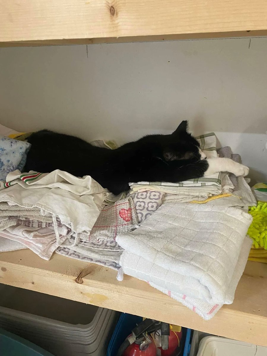 MtlARN's tweet image. Forget your memory foam, Tempur-Pedic, box spring, gel cooled nonsense and just give Kennedy a good old fashion pile of towels 😴
#Caturday