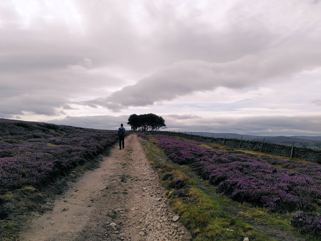 amy_smith117's tweet photo. Just a casual 12 mile walk in Weardale (at least, the leaflet said 12 miles... I'm sure it was longer). Can you guess what animal these trees resemble?
#3PeaksTraining https://t.co/AZxnFadOVB