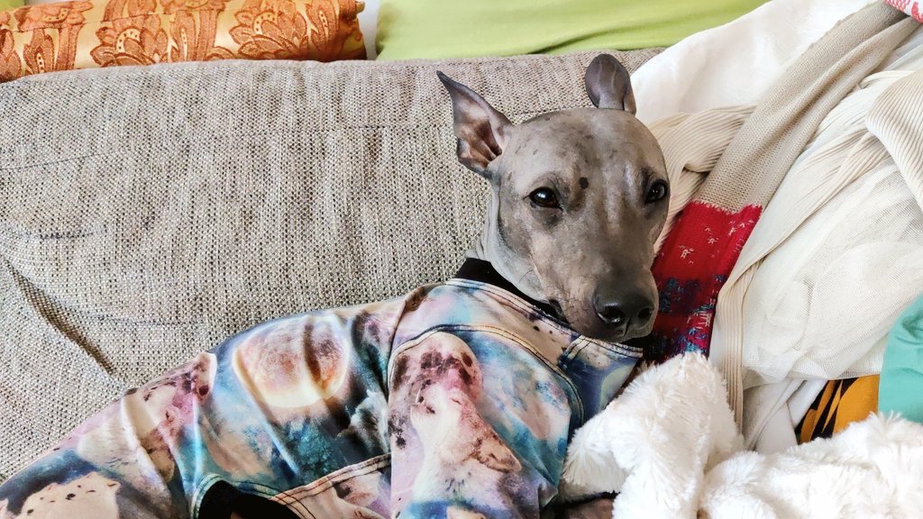 leena_satu's tweet photo. @JuhisKoskis Amerikan karvaton terrieri ei tiputtele karvoja 💕 Systalla ihanin kaikista koiruleista 😍 
Kyllä tuota täytyy kasvattaa 😂
Ja kyllä hänkin haukahtaa, sen kerran, ilmoittaen että palvelijansa leikkii nyt. 
#Aatos https://t.co/KrlNI3Zyv3