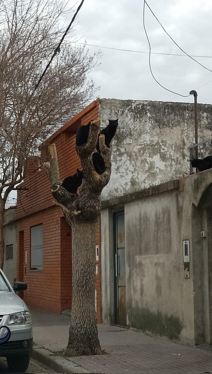ElCuloDeRinaudo's tweet photo. En Rosario tenemos árboles que dan gatos negros y a las pruebas me remito https://t.co/ZLjt4m1yOD