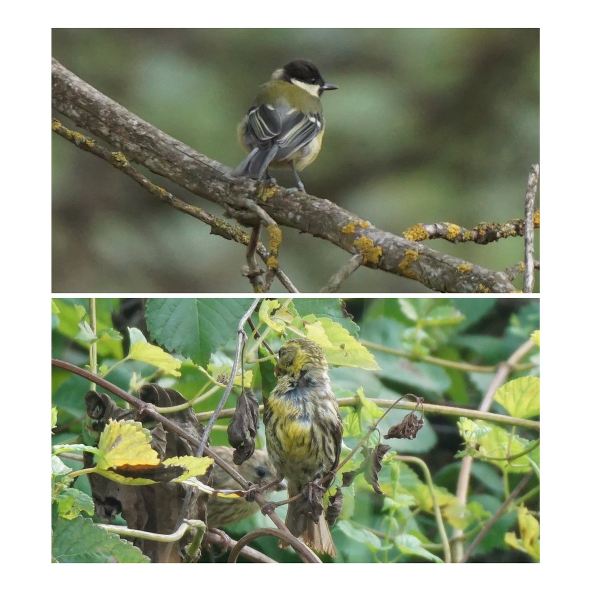 jmpicasprat's tweet photo. #ocellsdavui #papamosques #gratapalles #carbonera #gafarró #aligot #marcenca #casserres #berguedà #ocells #ocellsdecatalunya #ocellsdavui #birds #natura #nature https://t.co/686OuevsME