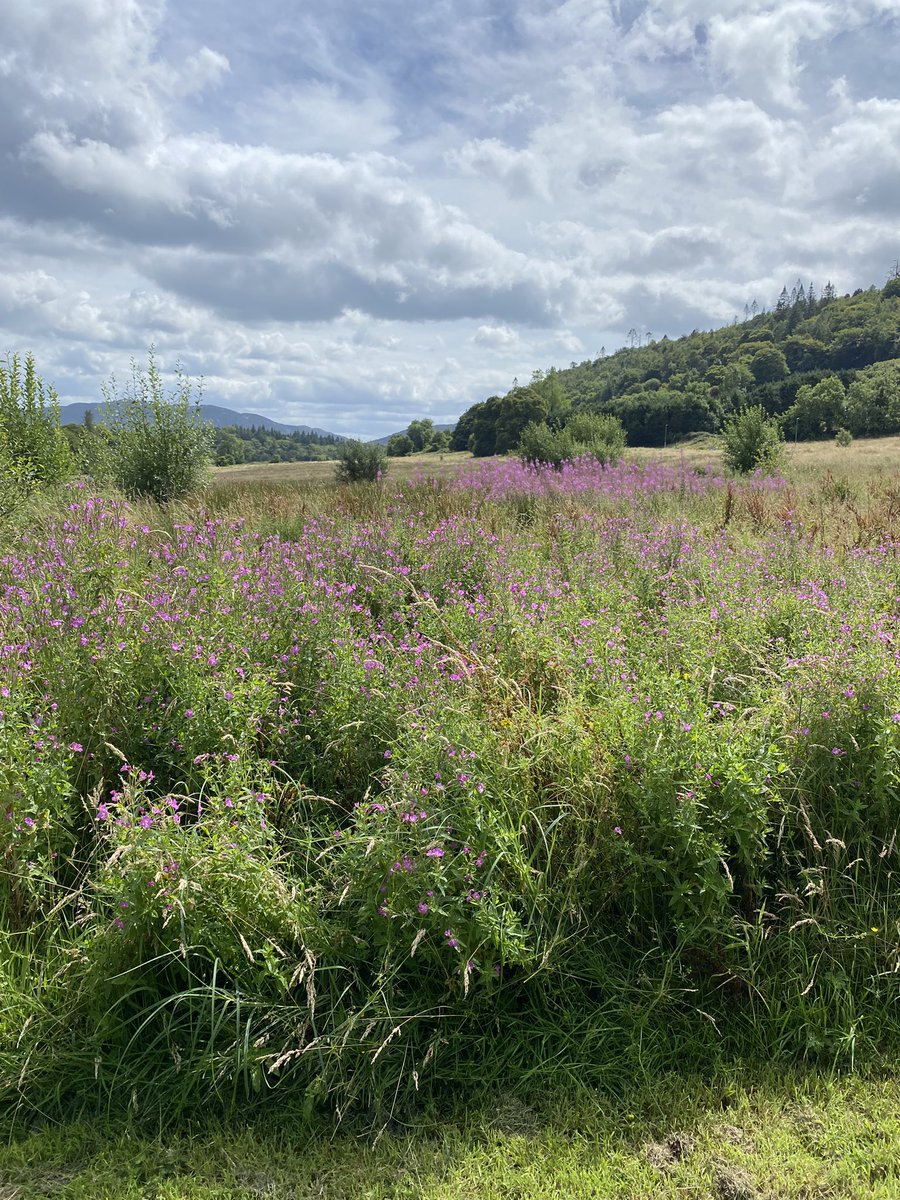 jackiemcguin's tweet photo. Day 1314 of #1400daysofwalking #DoorlyPark Back home enjoying the scenery and walking trails here in #Sligo #Cleveragh https://t.co/S5bmjsokn1