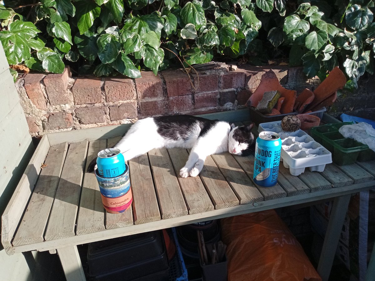 BunyipLobesy's tweet photo. #Brewcat @BrewDog https://t.co/ETQzNV78cH