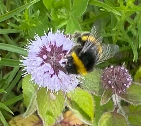 mint_aholic's tweet photo. There may be a local water shortage, https://t.co/pvKuuz5krS but this water mint (Mentha aquatica) enjoying the sun ☀️ https://t.co/rG7eu5MQdT