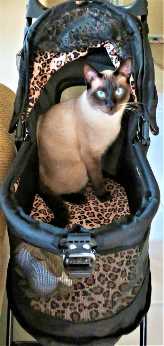 Did you know we are only 35 days away from this years Paws on the Pond event!? 

Dempsey loves to go for walks in his amazing kitty cat stroller for Paws on the Pond 2022! 

#potp2022 
Paws on the Pond 2022 is presented by VSC.