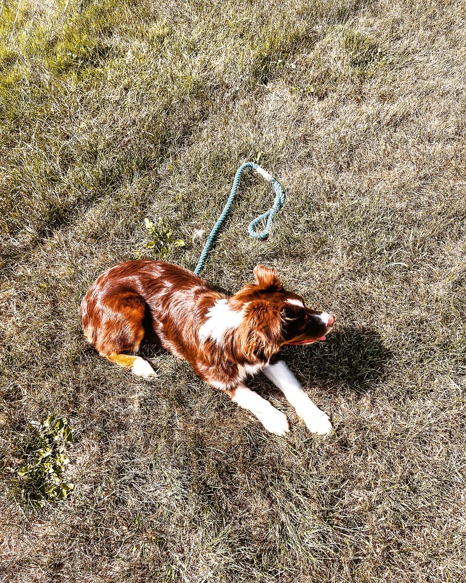 RanchStarstruck's tweet photo. Butterscotch enjoying some #sunshine & #sassywoof ! #dogsoverdudes #hesavailable #perfectdate #betterthanaboyfriend https://t.co/C69qcTRWGs