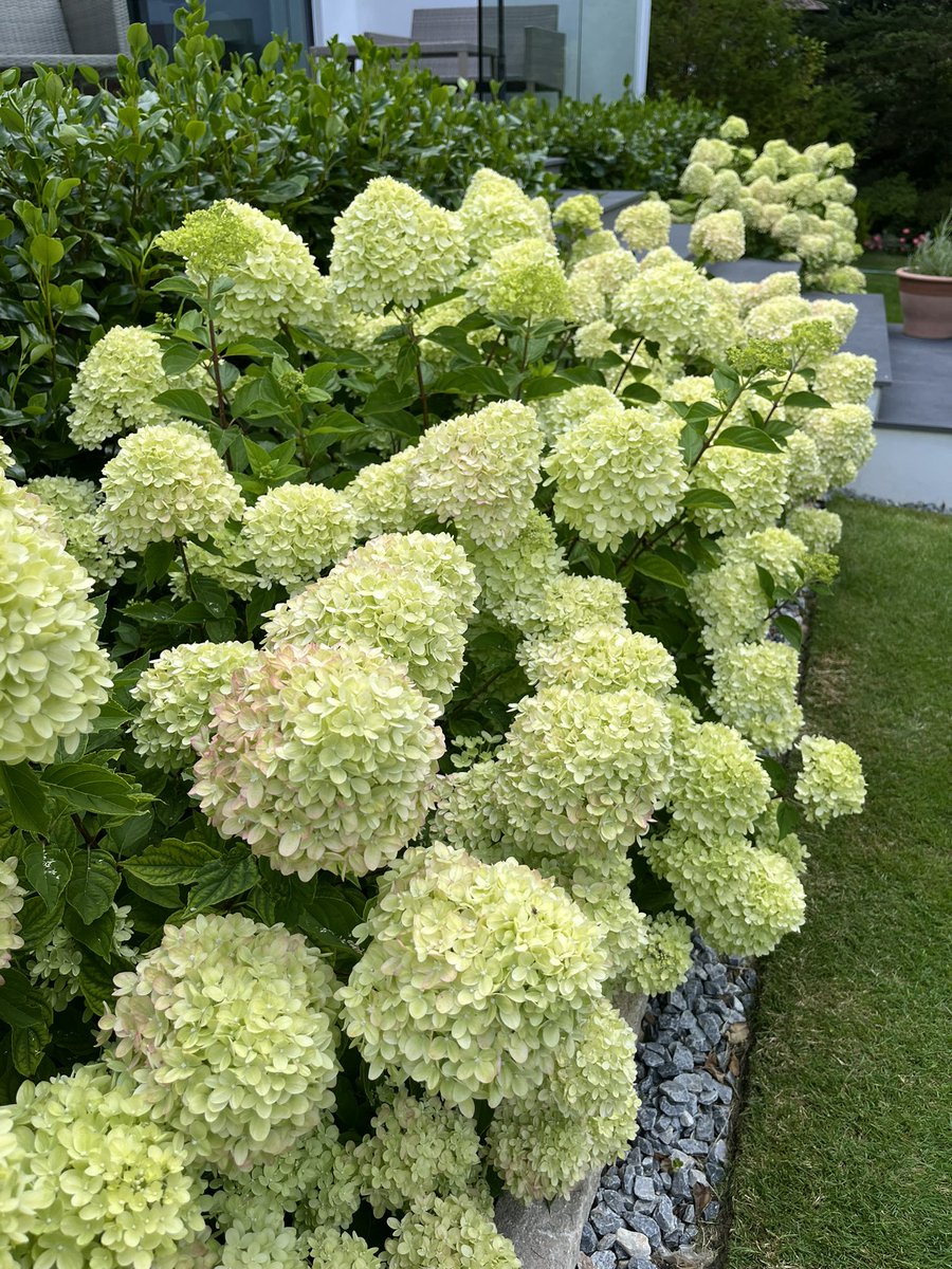 avid_gardener's tweet photo. Hydrangea ‘Little Lime’ at its very best 💚👏🏻
#garden #gardening #gardenchat #shrub https://t.co/RuKXAQUMX1
