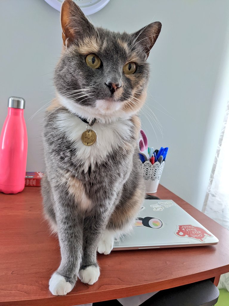 It is a truth universally acknowledged that a woman in possession of a laptop must have a cat to sit on it. #Caturday