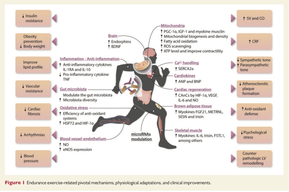 Excelente revisión sobre el beneficio CV del ejercicio! @SIAComunidad @acepuba @adribaran @Risantilopezcar @DrPontecarlosi @MujerSIAC @ANCAM_MEXICO @CardiologiaSVC @gonzaeperez @smexcardiologia @Mdelsueldo @gabrielaborray3 @sopecard1947 doi.org/10.1093/cvr/cv…