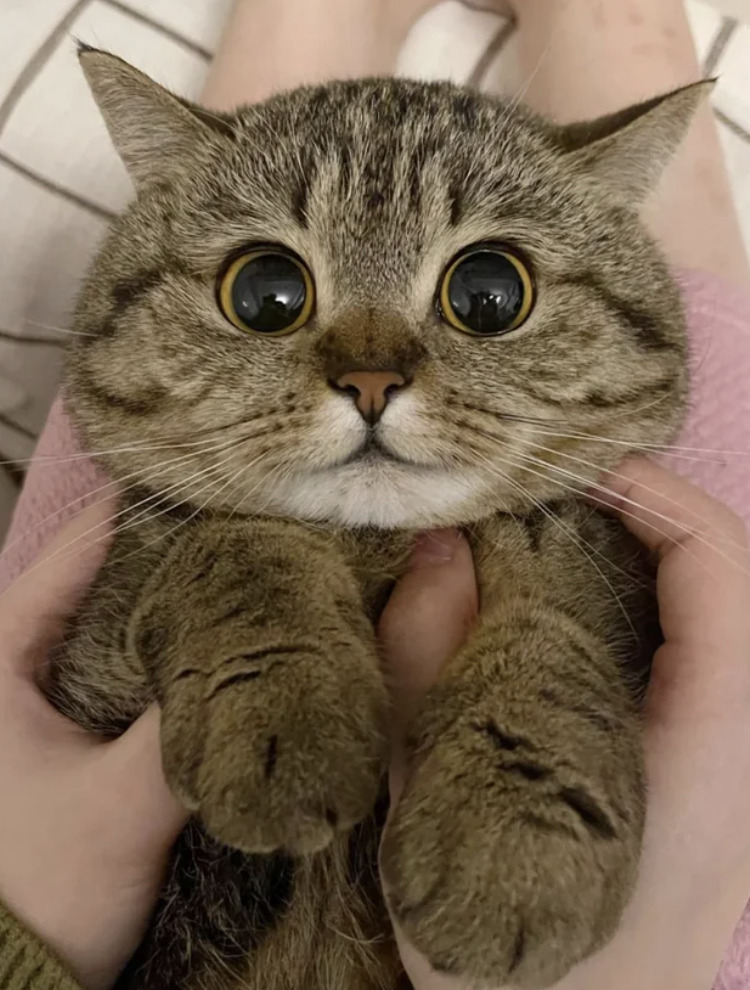 Todo Dia Gatinhos 🐾 (@tododiagatinhos) on Twitter photo 