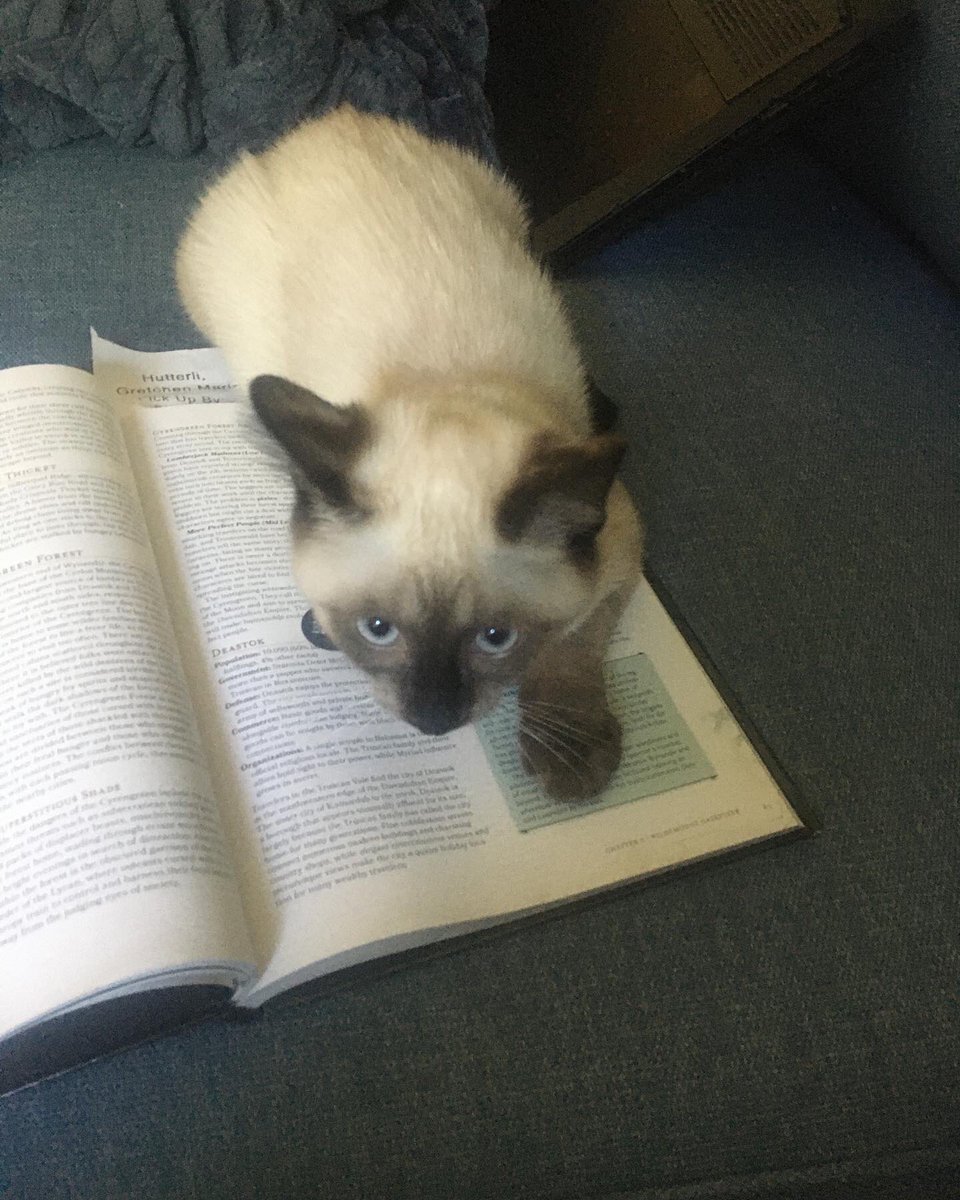 mindofgretchen's tweet photo. So much for taking a break with Explorer’s Guide to Wildemount! The kitten demands tribute! And pets, lots of pets. (Which he got.) #dungeonsanddragons #criticalrole #geekcat #acatcalledbrier https://t.co/tY9Q5Yn5tf
