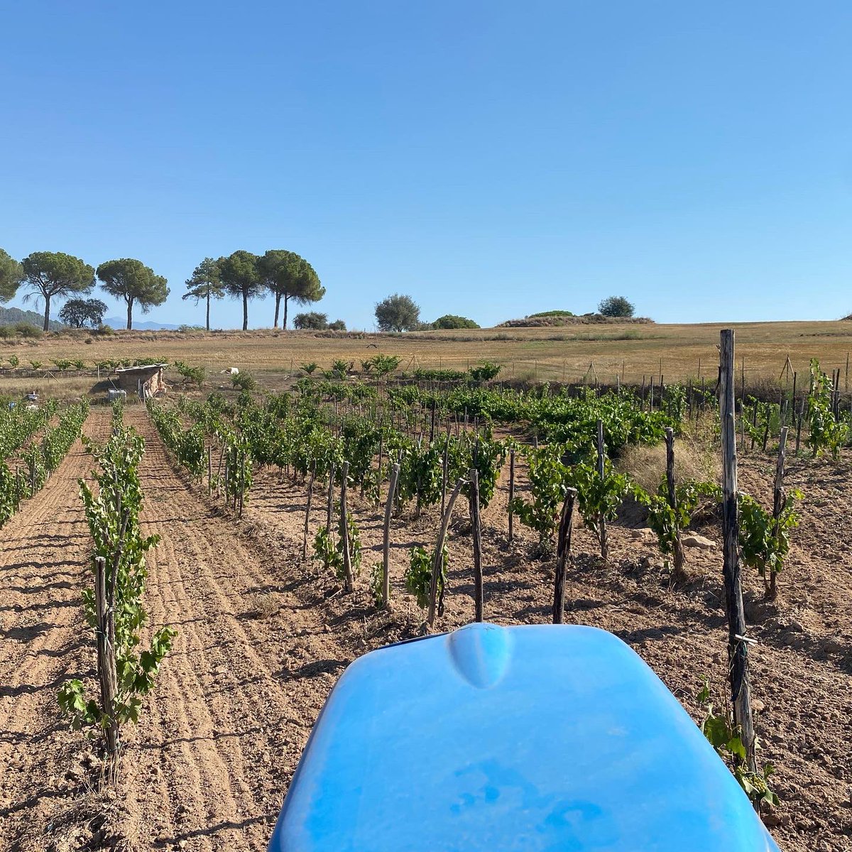 És com una mena de compte enrrera, mimant la vinya, observant com arriba al final de cicle, on tota la feina de l’any culmina en una fruita que en res estarem varemant. Molta il.lusió amb el #sumoll #mandó #malvasia #pansera i #macabeu que dónen la personalitat als nostres vins.