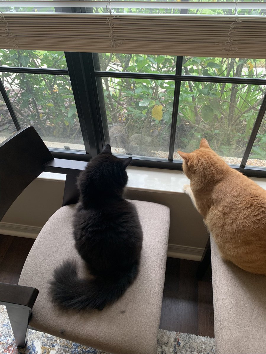 HappyKitty13's tweet photo. @sportpeppercat #NaturesTelevision #caturday https://t.co/ijeA3wYdDc