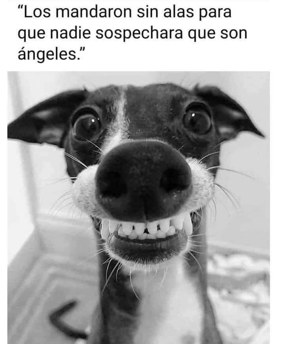 follofans56's tweet photo. @lichtmaier5 @nikadaz @nina_garcias @Garbancito90mil @Obgarzo @elmonopamelo @JuancitoGente @fabianaaid @Qabbani95Nizar https://t.co/jgvjZkn8PM