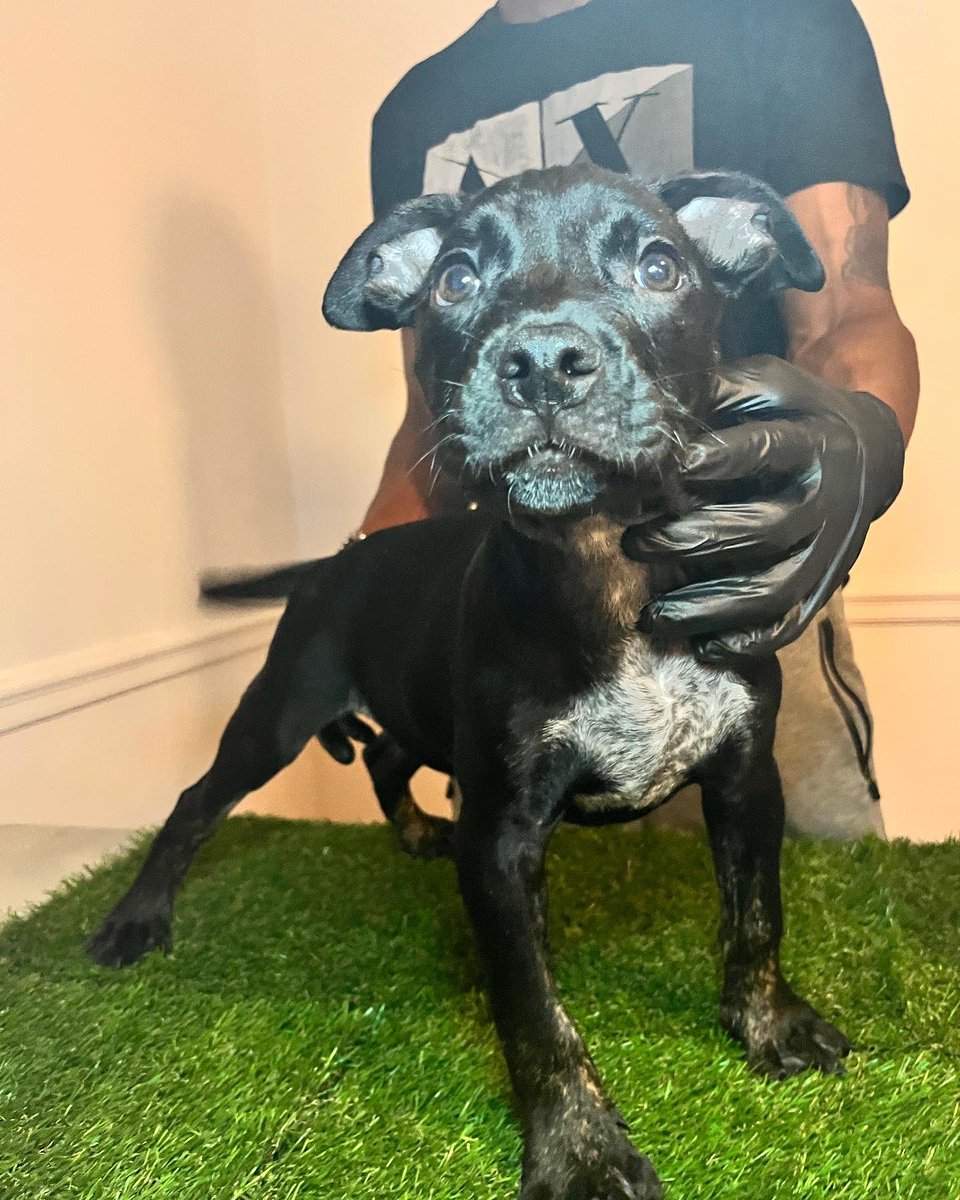 Greg__III's tweet photo. Available Male #pockeamericanbully #puppy https://t.co/0HZ2solYCW