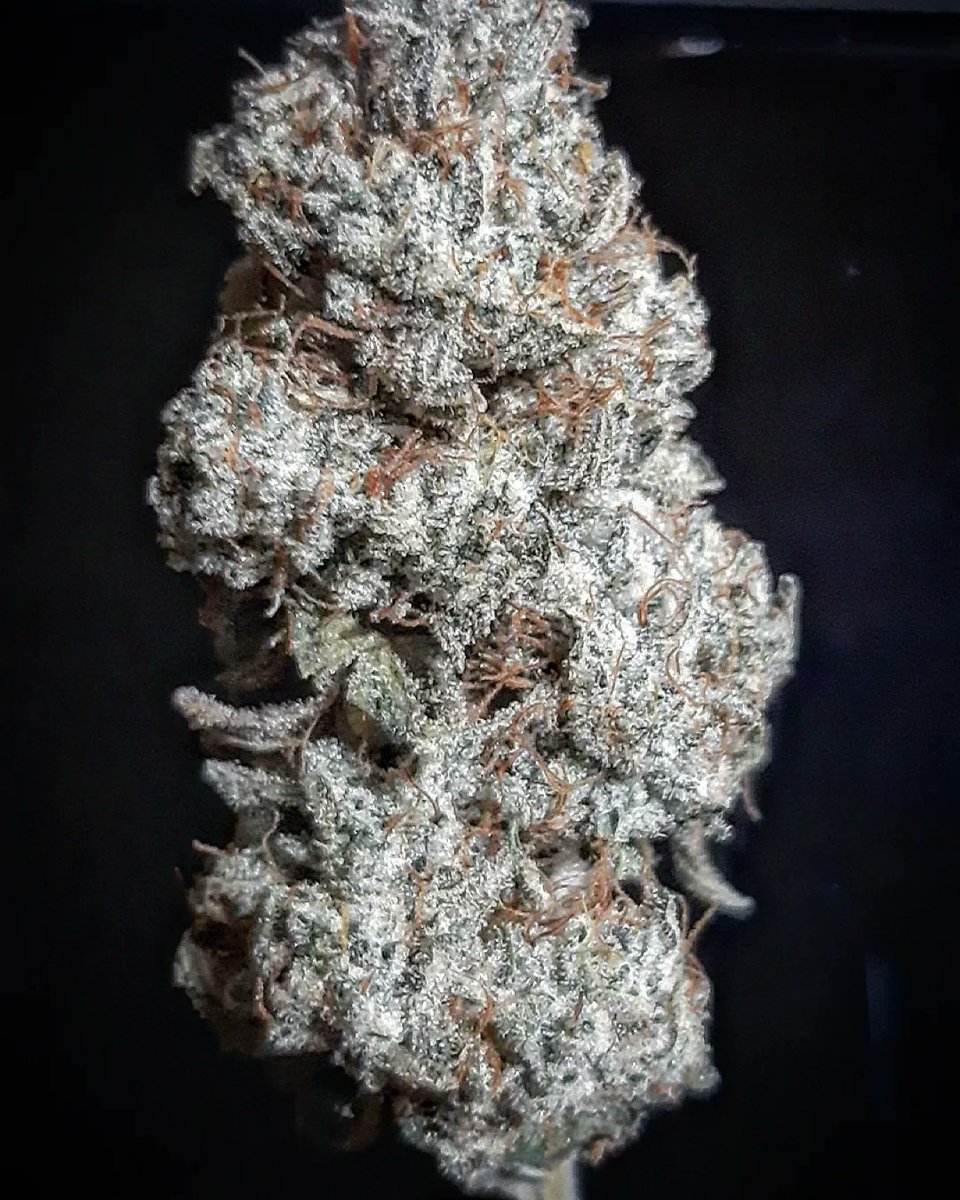 nickalexrian's tweet photo. #gg4 (Josey cut) 1 week cure so far 🤤 soil grown in @organicmechanix using @lotusnutrients and @CXHorticulture https://t.co/myzIH8GVFD