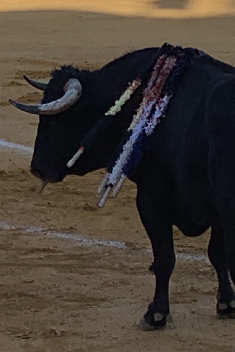 alb_bautista's tweet photo. No suelo prodigarme en exceso en tweets pero lo de esta tarde en la plaza de toros de Berja (Almería) clama al cielo del antitaurinismo más acérrimo. Corrida desigual y muy mal presentada con pitones muy sospechosos. Con estos mimbres, a uno le hace replantearse la afición… https://t.co/N3skDUkIl2