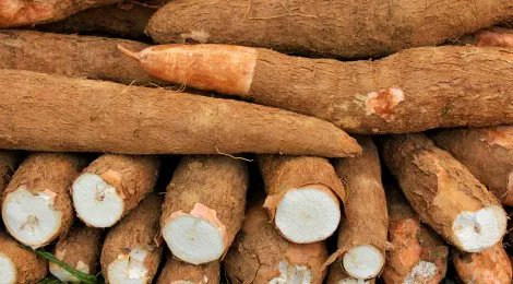 Crean bolsas de yuca que al llegar al mar se disuelven en el agua
 buff.ly/3OTbbs5