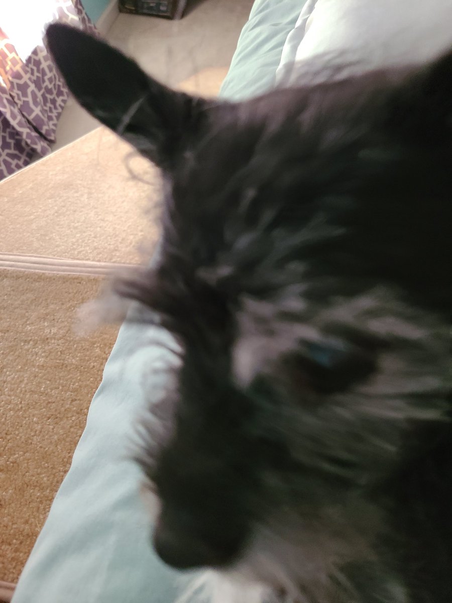 emilystuckey816's tweet photo. Agatha Christie in her natural state of napping. I swear she can sense my camera bc she popped her head up. ๐ #dogsoftwitter #AdoptDontShop #saturdaynap https://t.co/xOcUl7krlw