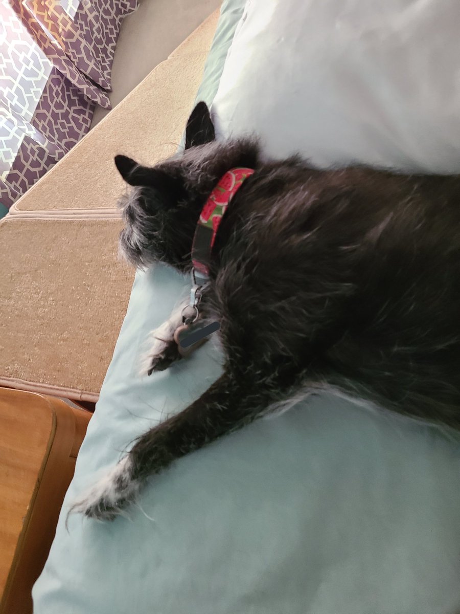 emilystuckey816's tweet photo. Agatha Christie in her natural state of napping. I swear she can sense my camera bc she popped her head up. ๐ #dogsoftwitter #AdoptDontShop #saturdaynap https://t.co/xOcUl7krlw