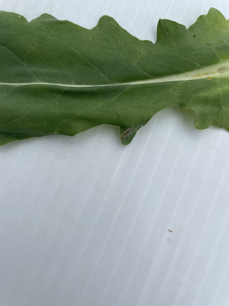 Anyone know what this pupa(?) is? Tough to get a decent picture…found in canola. #bugwatch #canola #mbag