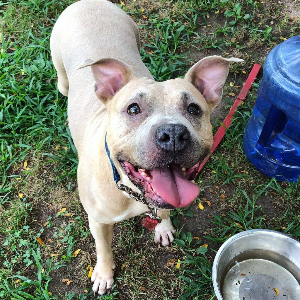 Happy weekend from adoptable Sierra 💛🧡 Remember to make sure your pets are staying plenty hydrated during this heat wave 🌞 #adoptme #sierrathedog #newhavenanimalshelter #fawndog #thoseearstho #stayhydratedfriends #rescuedogoftheday instagr.am/p/Cg7Yqu4pc1l/