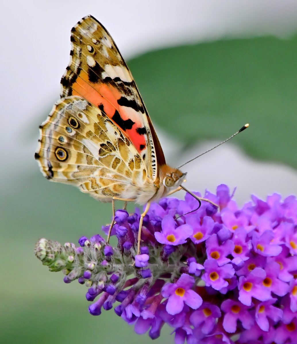 Painted Lady Butterfly on buddleia. 😀
 Taken from my bathroom window. 😁
 Have you taken part in the #ButterflyCount yet? 🦋