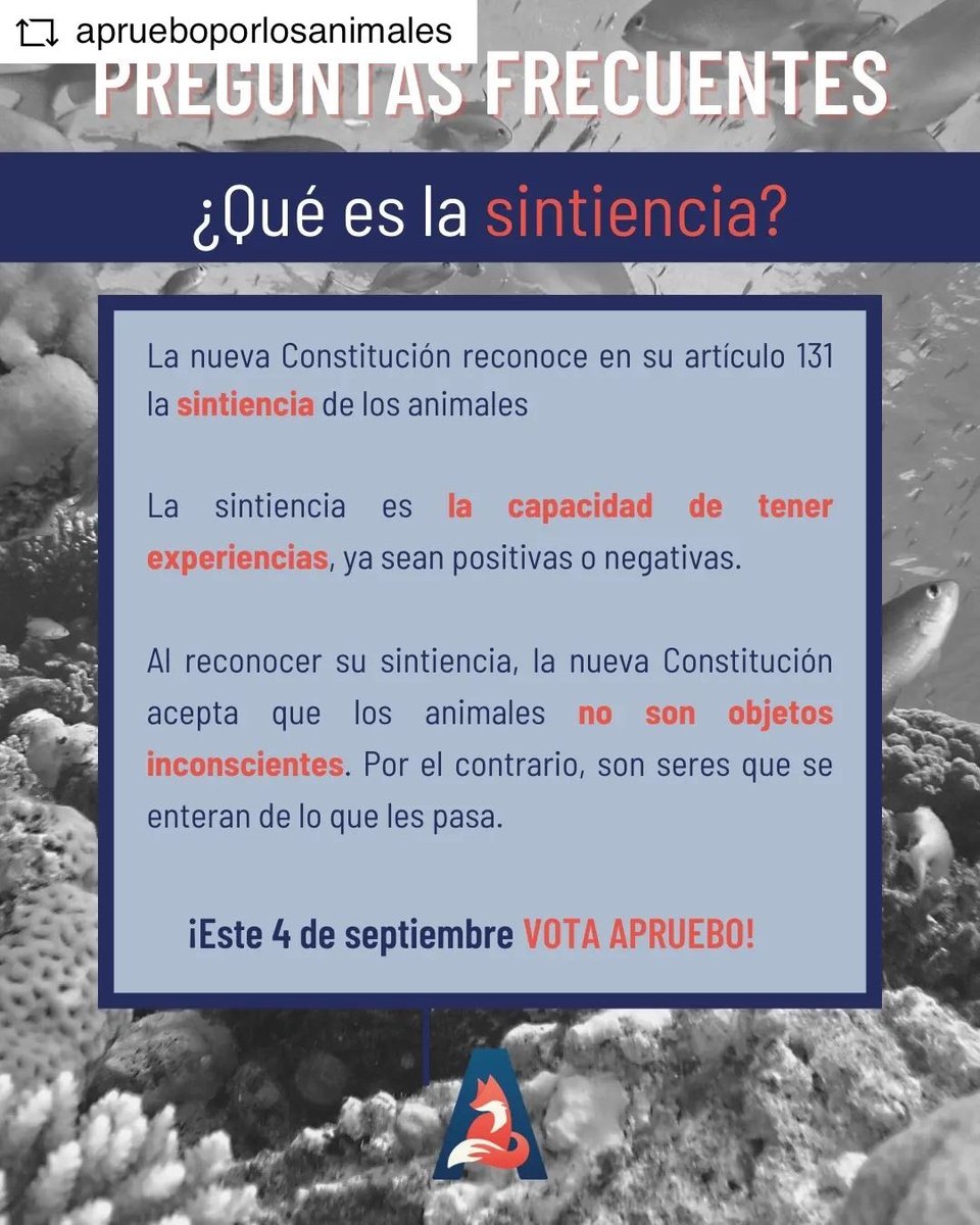 RebecaActivista's tweet photo. - Apruebo por los animales!!!
- El artículo 131 protege a los animales, vota apruebo!
- Protege a los animales, aprueba por ellos! ❤️✨🐶
#aprueboxlosanimales

#ApruebaSeraHermoso https://t.co/pNpvqlIz91