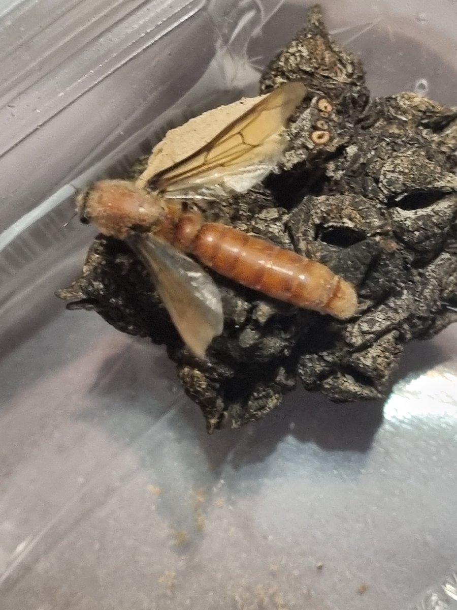 charlvanas's tweet photo. @AntsCanada Red driver ant from South Africa. I had no idea ants looked like wasps. https://t.co/TpDPbkc4lB