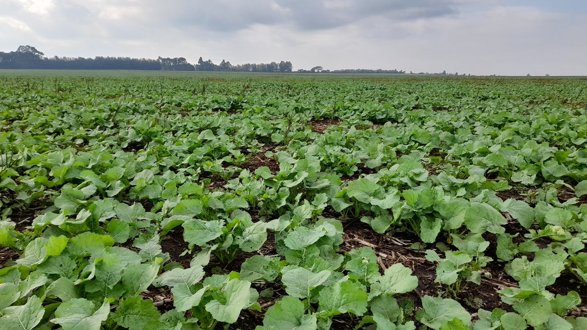 Everytime I update crop gross margins (which is a lot with everything going on in 2022) I'm more convinced that grass weed herbicides clethodim etc should arguably be attributed to cereals;  that's where they are actually paying back the 💸 after all!?!?