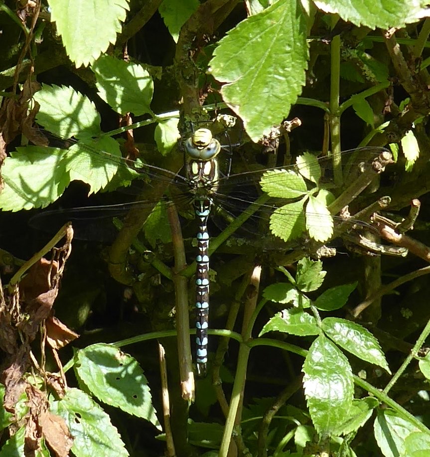 halljc03's tweet photo. Male Southern Hawker - blue variant - in the garden ! 😊  Thank you @Kate Aubury https://t.co/E6AmRfMWws