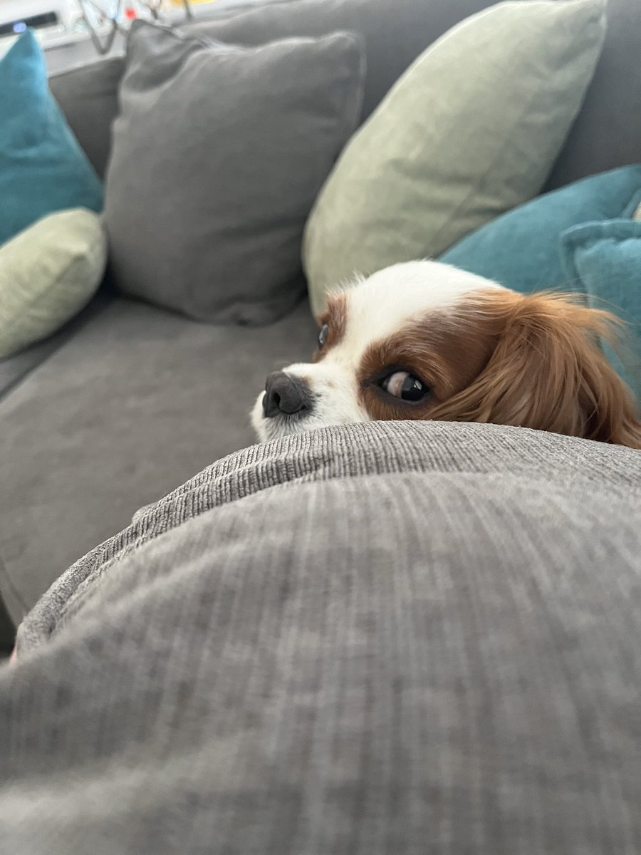 CRudzinskas's tweet photo. When you get the side eye 👀 🐾 #cavpack #DogsofTwittter #WhatOfIt https://t.co/gjhWmGrW8S