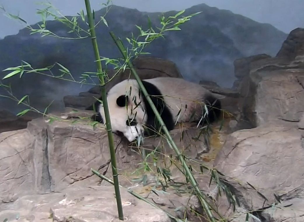 rosebeck41's tweet image. Smartypandas know hot afternoons are for napping...after all the treats are gone. 😴🤫😊 @DCPandaCub4 @MommyMei98 @houseofcubs @pinkypanda0823 @tiantianpanda97 @dou_ban #pandastory #EatSleepRepeat