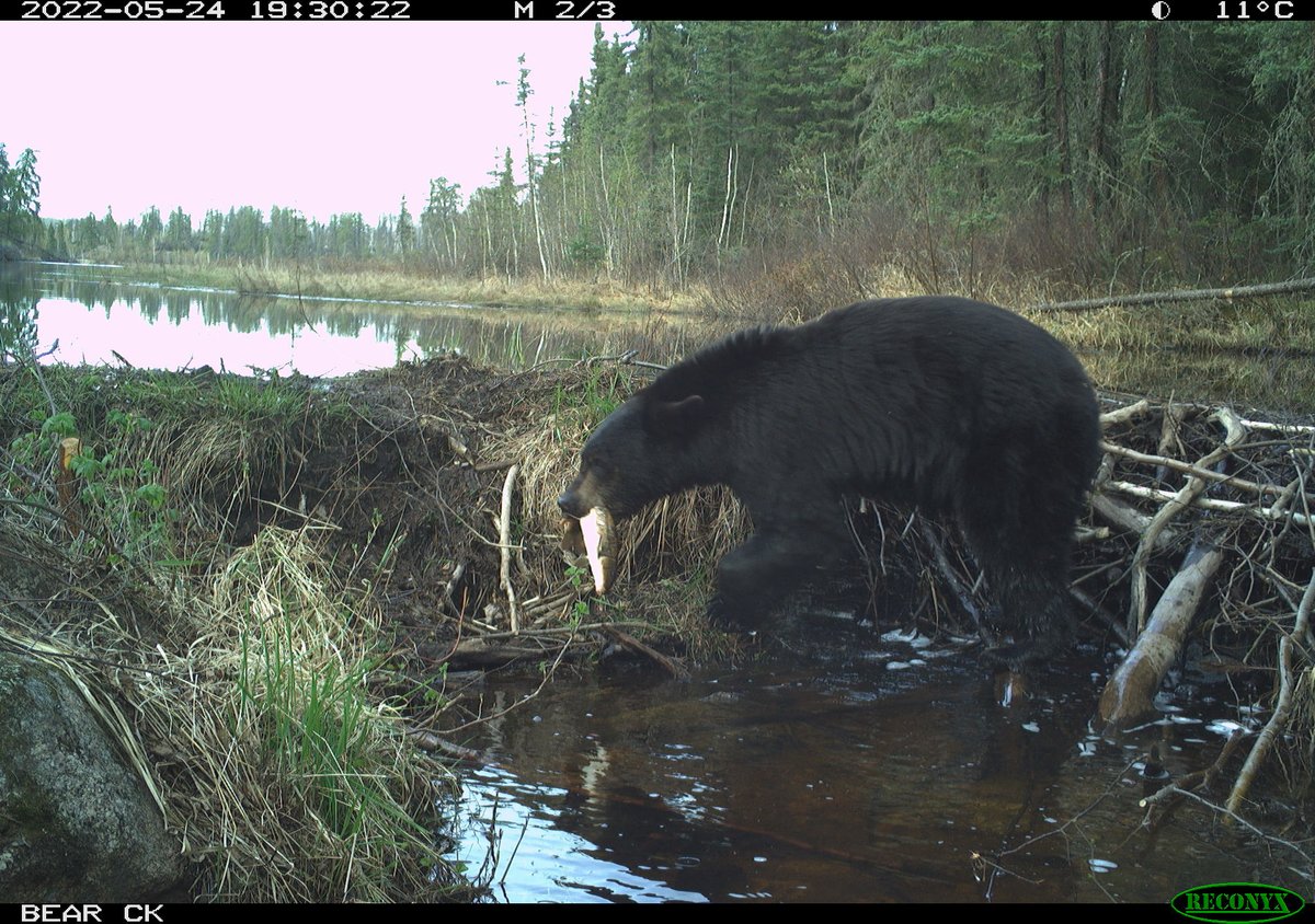 ecohydro_gal's tweet photo. A couple more of my favourite #DamCam pics from spring. https://t.co/oyYbyhrYhX