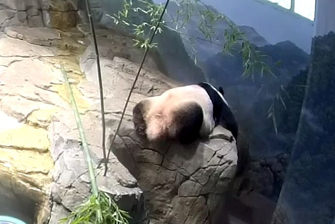 rosebeck41's tweet image. Smartypandas know hot afternoons are for napping...after all the treats are gone. 😴🤫😊 @DCPandaCub4 @MommyMei98 @houseofcubs @pinkypanda0823 @tiantianpanda97 @dou_ban #pandastory #EatSleepRepeat