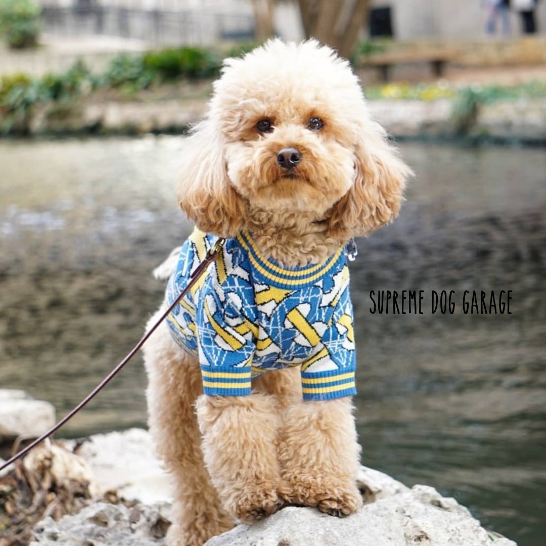 SDGShop's tweet photo. Mom keeps asking me if I'm having fun, umm I'm standing too close to a deep river while she's taking pictures, so sure mom I'm having fun๐
Kevin๐ @furdoggies
Get your BB dog sweater here ๐ https://t.co/Lk7jbB5EEq
Follow @SDGShop ๐ฏ
#dogsweater #dogsweaters #supremedoggarage https://t.co/wW0Tg536cX