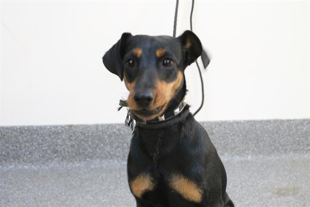 HEY! My name is Hachi and I am a neutered male, black and tan Mixed br… petharbor.com/pet.asp?uaid=L…